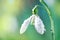 First Spring Snowdrop Flower with Water Drops on Sunny Blurred