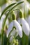 First spring snowdrops flowers with pollen and nectar for seasonal honey bees in february with white petals and white blossoms in