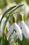 First spring snowdrops flowers with pollen and nectar for seasonal honey bees in february with white petals and white blossoms in