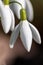 First spring snowdrops flowers with pollen and nectar for seasonal honey bees in february with white petals and white blossoms in