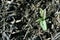 First spring sprouts of sage plant growing on background of black earth