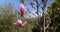 First spring Tender Blooming magnolia tree pink flowers at spring sunny day in Botanical garden park