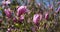 First spring Tender Blooming magnolia tree pink flowers at spring sunny day in Botanical garden park