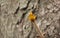 The first spring tender buds and branches against the background of a tree