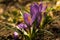 The first spring violet crocuses