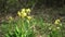 The first spring, wild yellow flowers