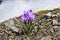 First spring wildflowers - violet crocus and yellow coltsfoot flowers