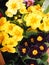 First springs flowers Primula mix colors for card or banner