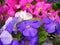 First springs flowers Primula mix colors close up