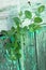 The first sprouts of green bindweed on the background of the old wooden wall.