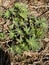 First sprouts of lupine flowers