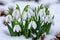 The first sprouts of new life in spring, snowdrop flowers growing in the snow, green plant leaves in springtime, AI Generated