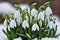 The first sprouts of new life in spring, snowdrop flowers growing in the snow, green plant leaves in springtime, AI Generated