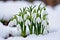 The first sprouts of new life in spring, snowdrop flowers growing in the snow, green plant leaves in springtime, AI Generated