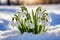 The first sprouts of new life in spring, snowdrop flowers growing in the snow, green plant leaves in springtime, AI Generated