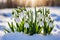 The first sprouts of new life in spring, snowdrop flowers growing in the snow, green plant leaves in springtime, AI Generated