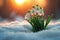 The first sprouts of new life in spring, snowdrop flowers growing in the snow, green plant leaves in springtime, AI Generated