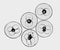 The first stages of cell division in fertilized fish eggs