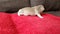 the first steps and movements of a tiny newborn Chihuahua puppy. cute defenseless baby dog. cute video