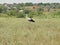 First steps of a young stork