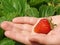 First strawberry