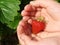 First strawberry