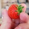 First strawberry of a season