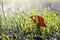 First summer end falling apple tree leaf in dewy grass