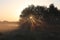 The first sun rays shine through the tree branches at sunrise. A scenic landscape - golden misty morning