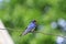 First swallow sign spring symbol