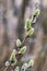 The first tender buds blossomed on willows