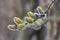 The first tender buds blossomed on willows