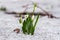 First tender primroses. Blooming delicate wild snowdrop close-up in forest in snow. Spring background