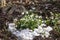 First tender primroses, wild snowdrops close-up in snow close-up. Concept of the first spring plants, seasons, weather