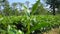 First three leaves of a Tea Plant