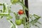 First tomatoes harvest in the greenhouse. Grow organic vegetables