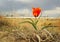 The first tulip, spring at the Baikonur cosmodrome, Kazakhstan