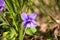 First violet blooming in spring sun Viola odorata