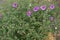 First violet flowers of Symphyotrichum dumosum