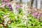 First violet and white wild forest flowers