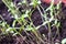 The first weak shoots of plants of the parsley in the pot in the spring