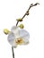 First white flower of orchid on a branch. Isolated