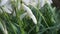 First white snowdrops among grass