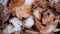 First white snowflakes on oak tree. Dry oak leaves in autumn.