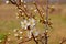 First white spring blossoms and buds, selective focus