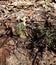 The first white spring snowdrops against last year`s foliage