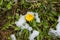 First wild dandelion covered with snow. Late snow in March