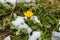 First wild dandelion covered with snow. Late snow in March