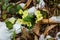 First wild flowers covered with snow. Late snow in March