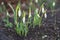 First wild spring snowdrops,garden